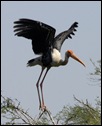 painted%20stork